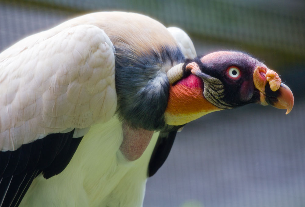 the parrot is sitting and eating soing off of his head