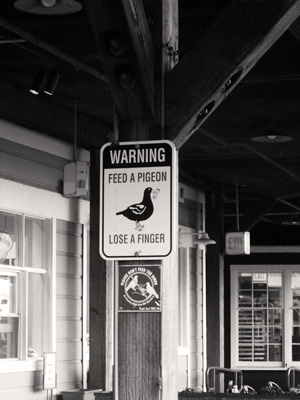 a black and white picture with a duck warning sign