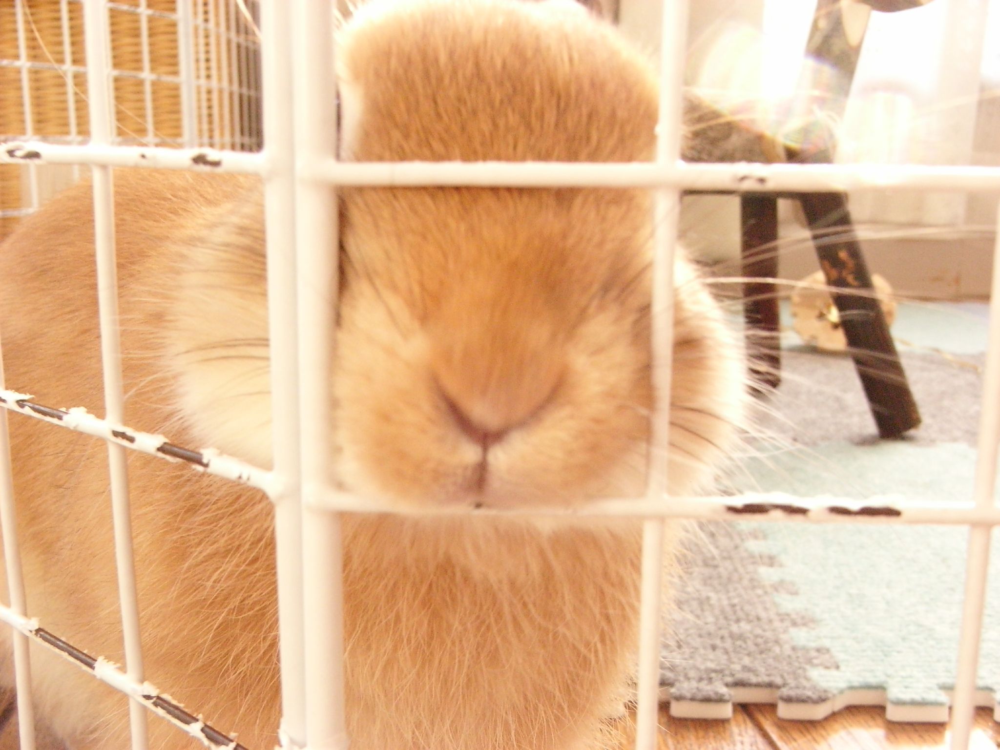 a bunny inside of a cage with its head stuck in the bars