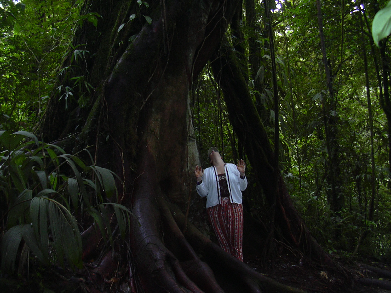 a person with their head in the trees