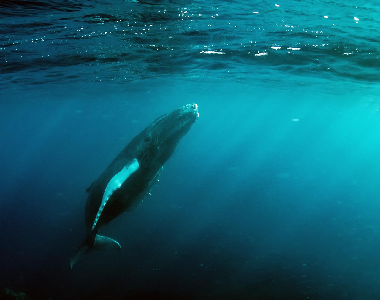 a large whale swimming through some water