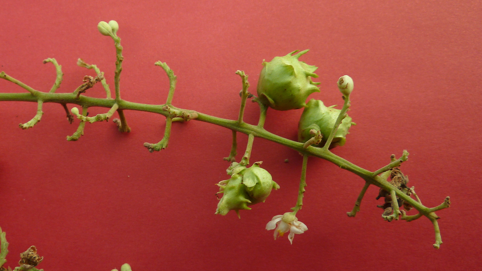 the buds and flowers of an old plant