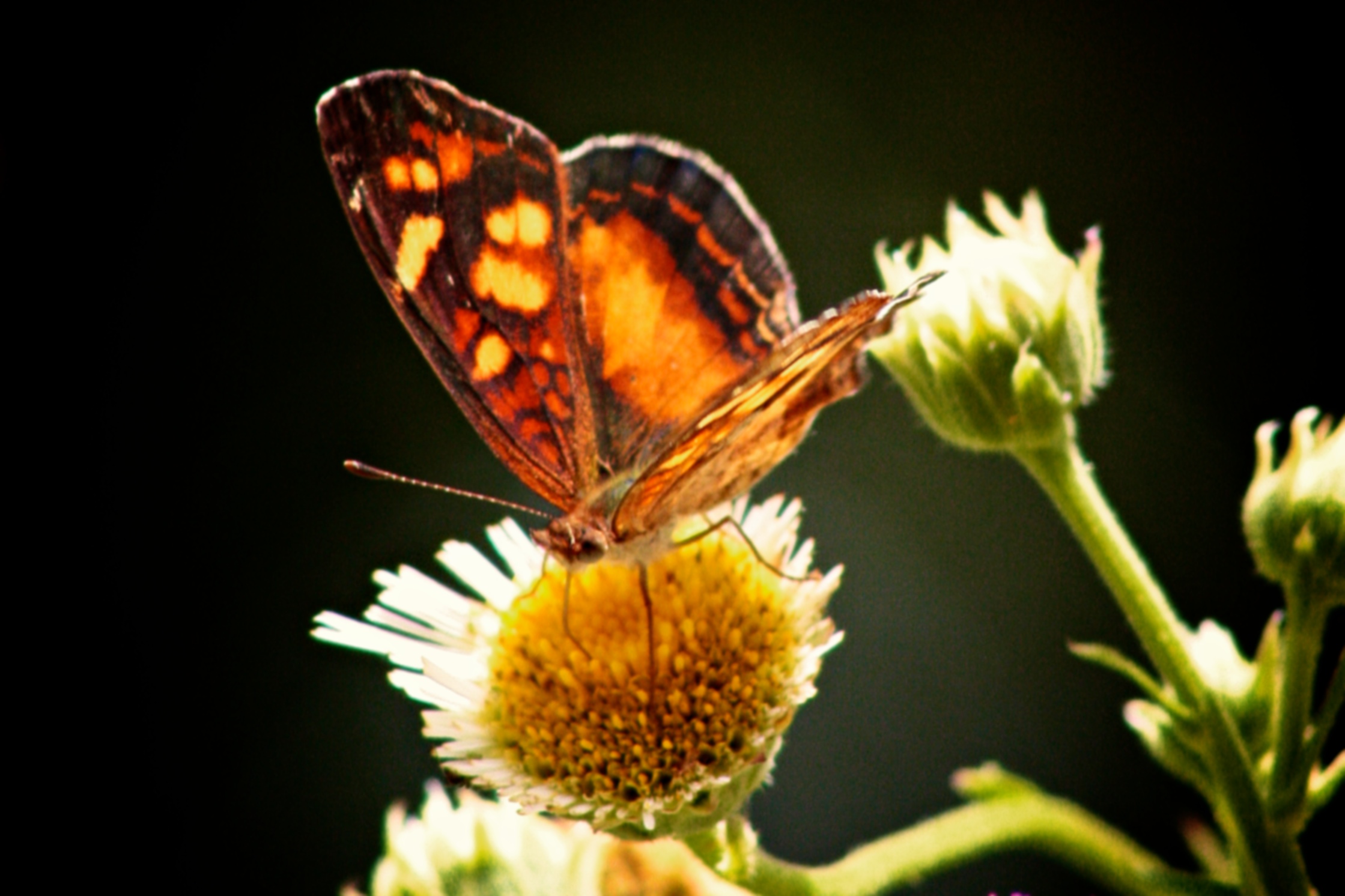 an orange erfly sitting on a flower in front of dark background