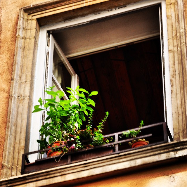 a view of a balcony with a plant and potted plants