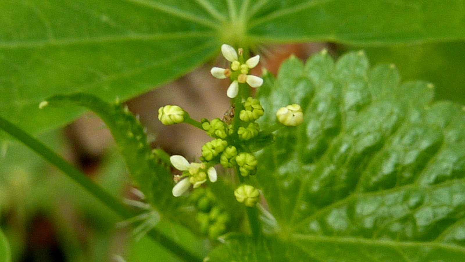 a leaf with little white flowers on it