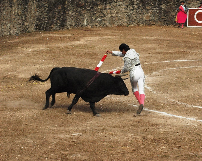 a man is trying to tame a bull