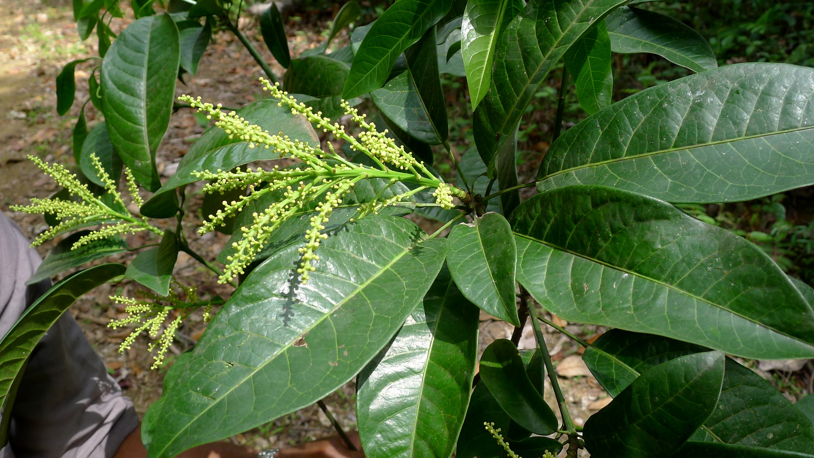 a tree with flowers that are green in color