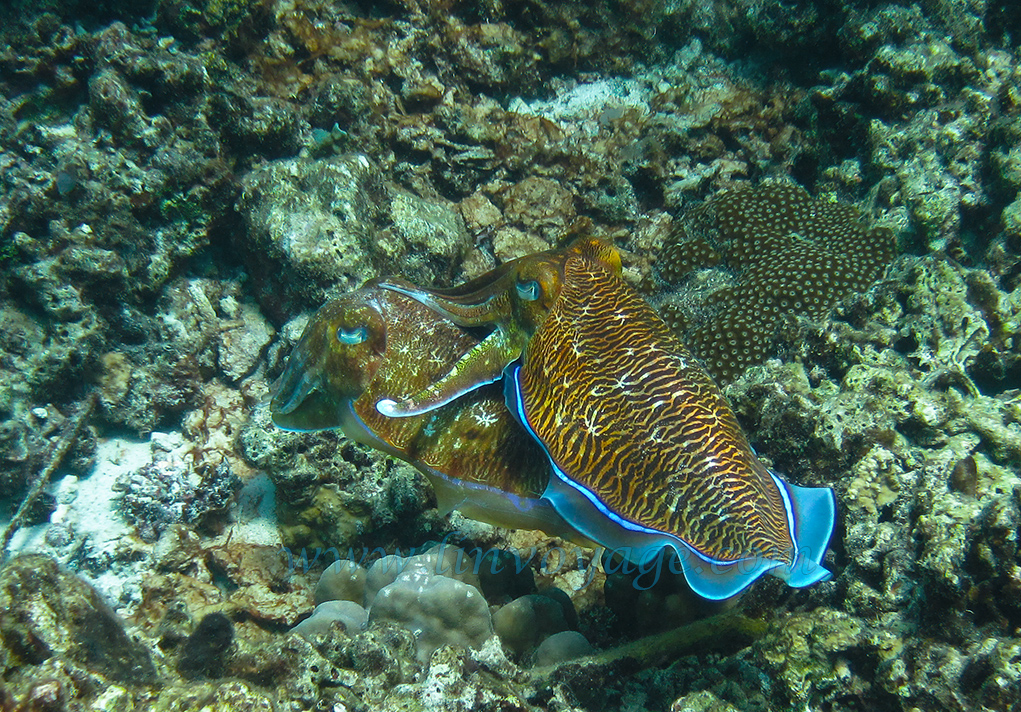 two colorful, hard - boiled octo fish are underwater among corals