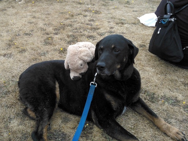 the black dog is wearing a small teddy bear on his leash