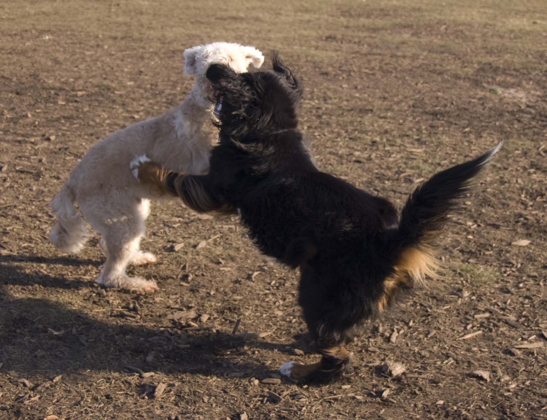 the two dogs are playing with each other
