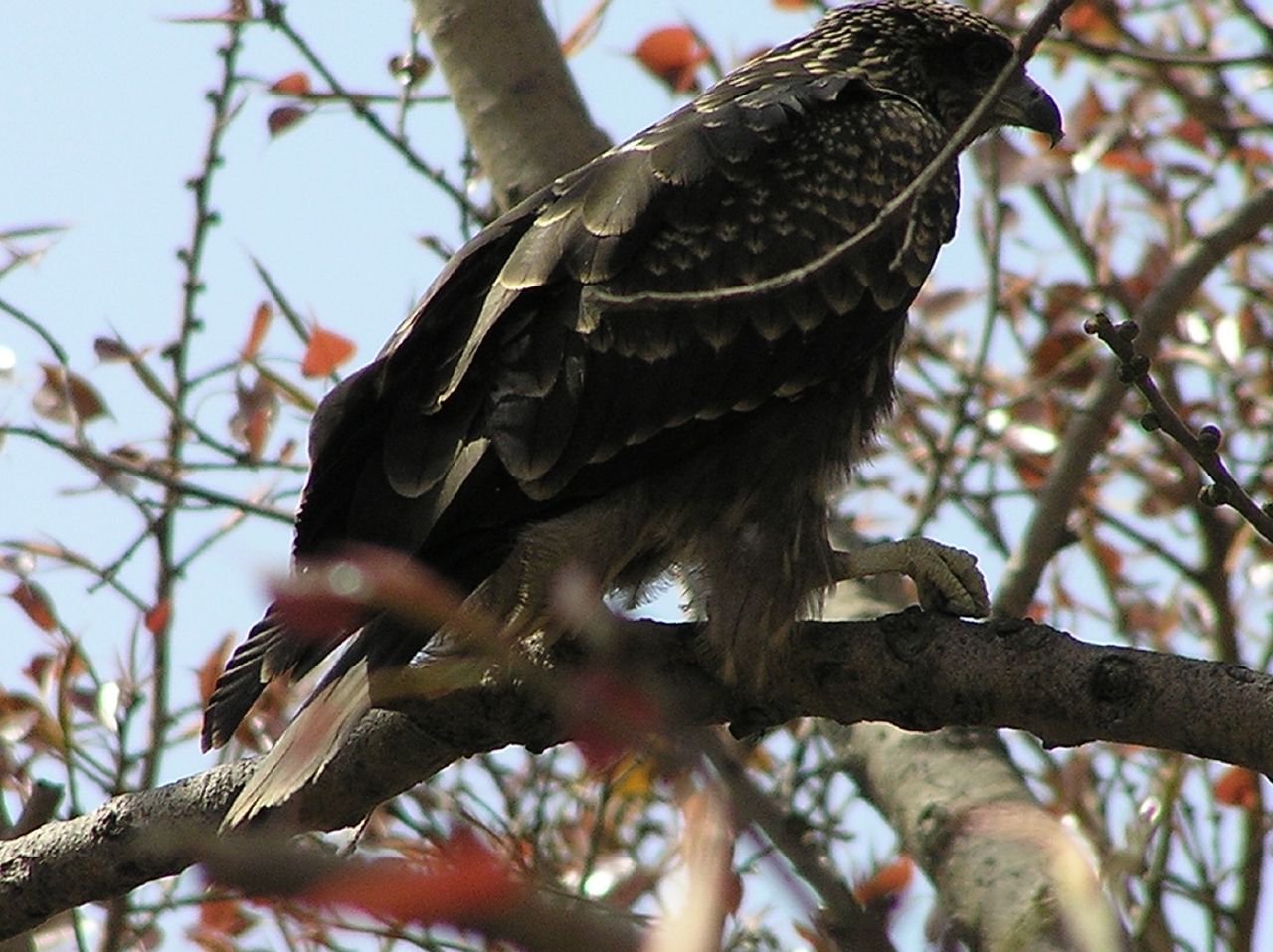 an image of an eagle perched on a tree nch