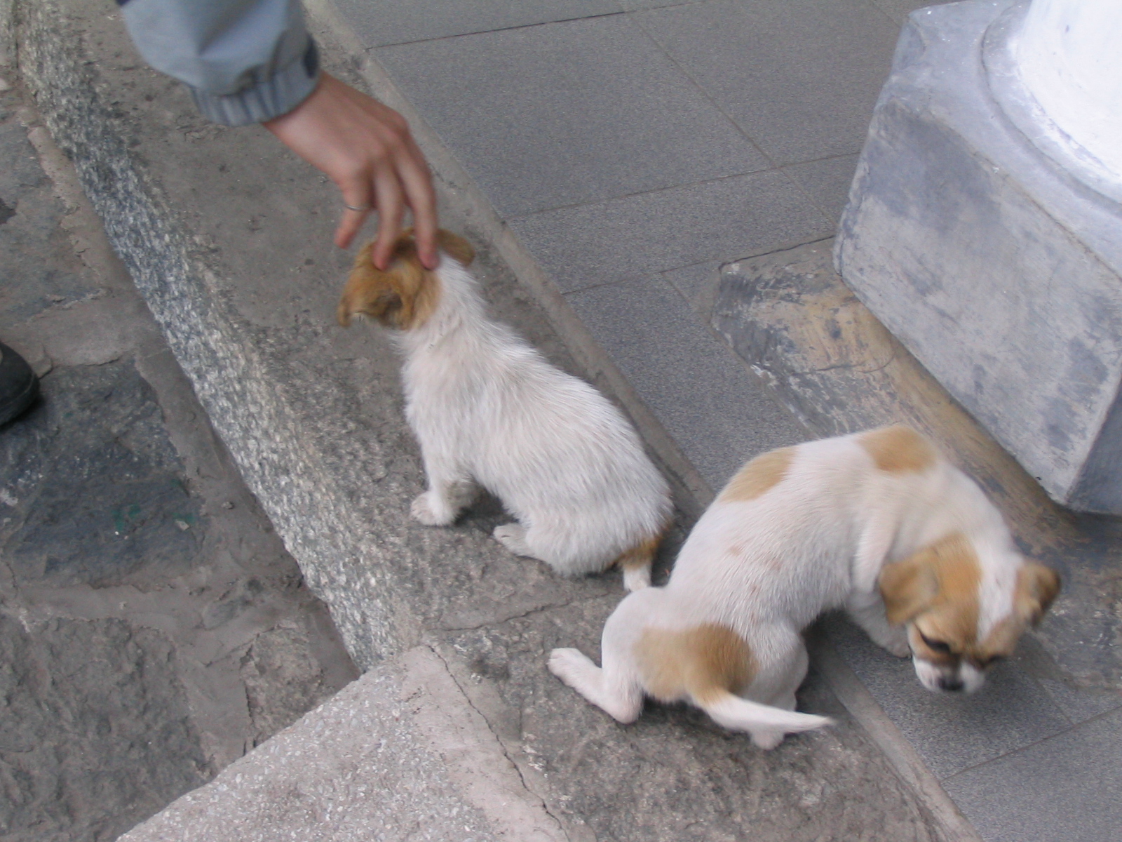 a person petting two puppies on a concrete surface