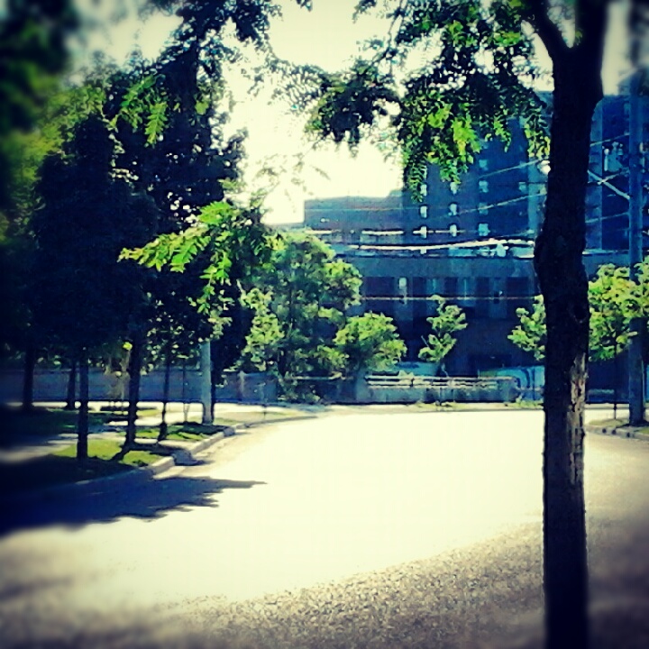 trees stand in the empty road by some tall buildings