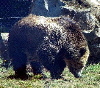 a brown bear is standing in the grass