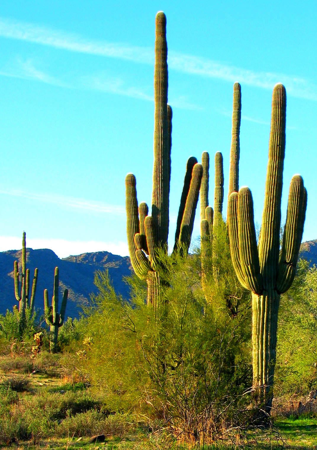 a group of large cactus trees standing in the desert