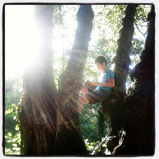 a boy in a blue shirt sitting on top of a tree nch