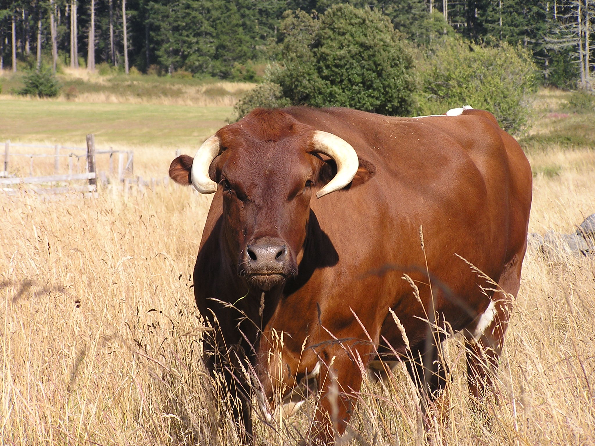 a cow with large horns standing in tall grass