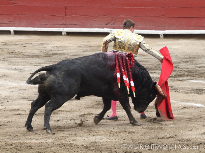 a bull is trying to tame a bull