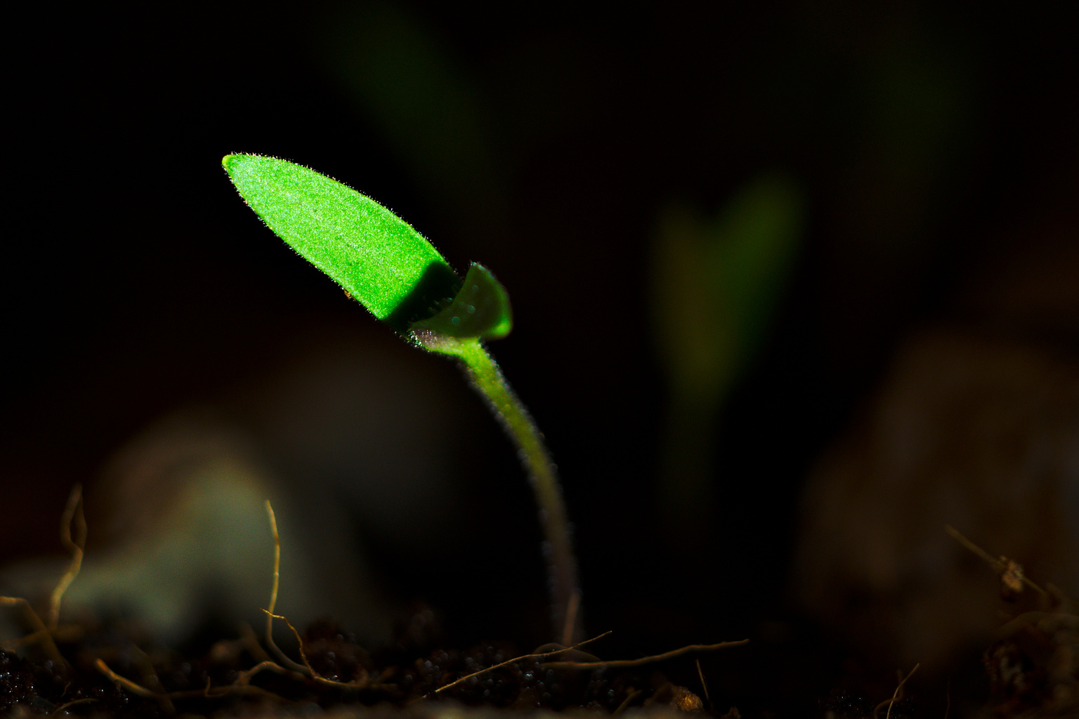 an unpeeled flower bud, taken from the ground