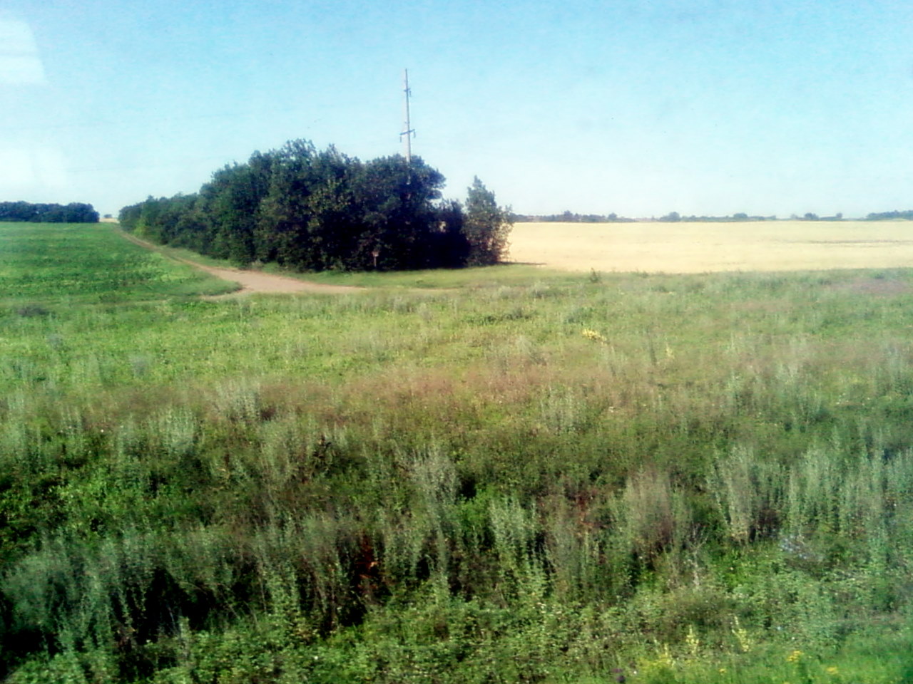 a field filled with tall grass next to a forest