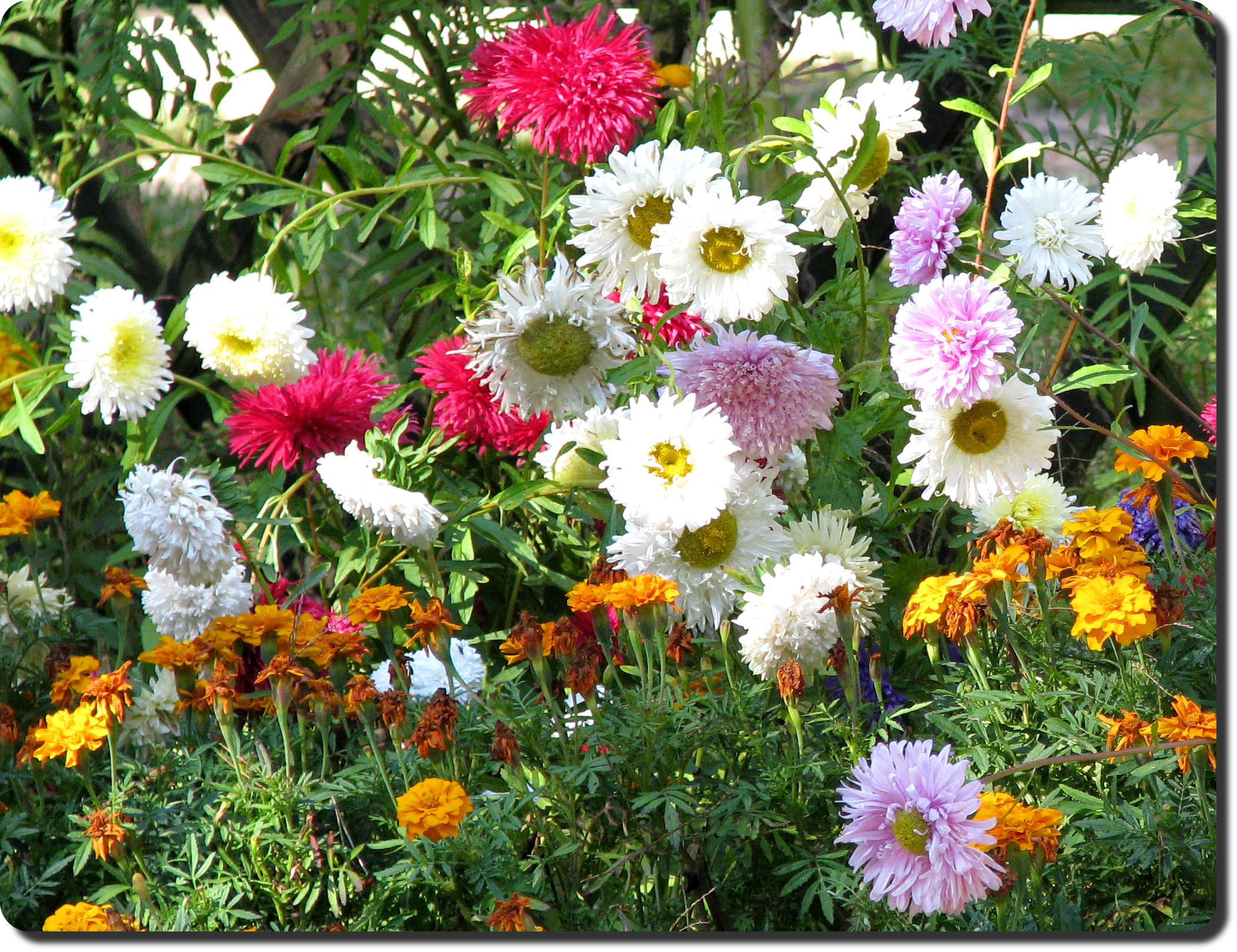 many different colored flowers in a garden