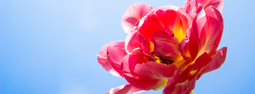 two pink flowers stand in a clear sky