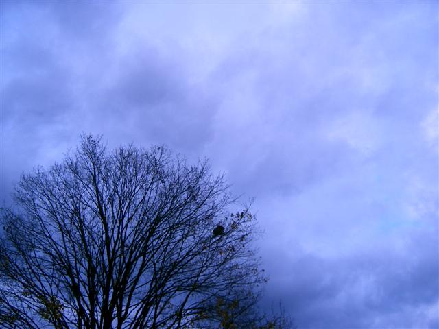 a tree silhouetted against a cloudy sky