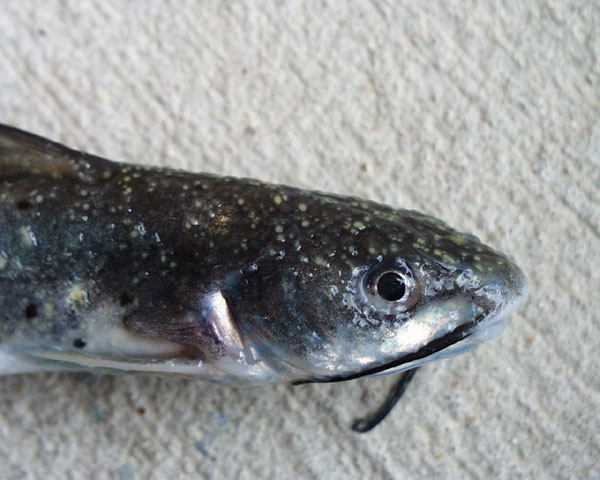 there is a small gray fish that has many spots on it