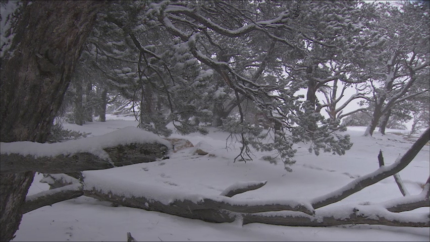 some snow and trees are outside in the snow