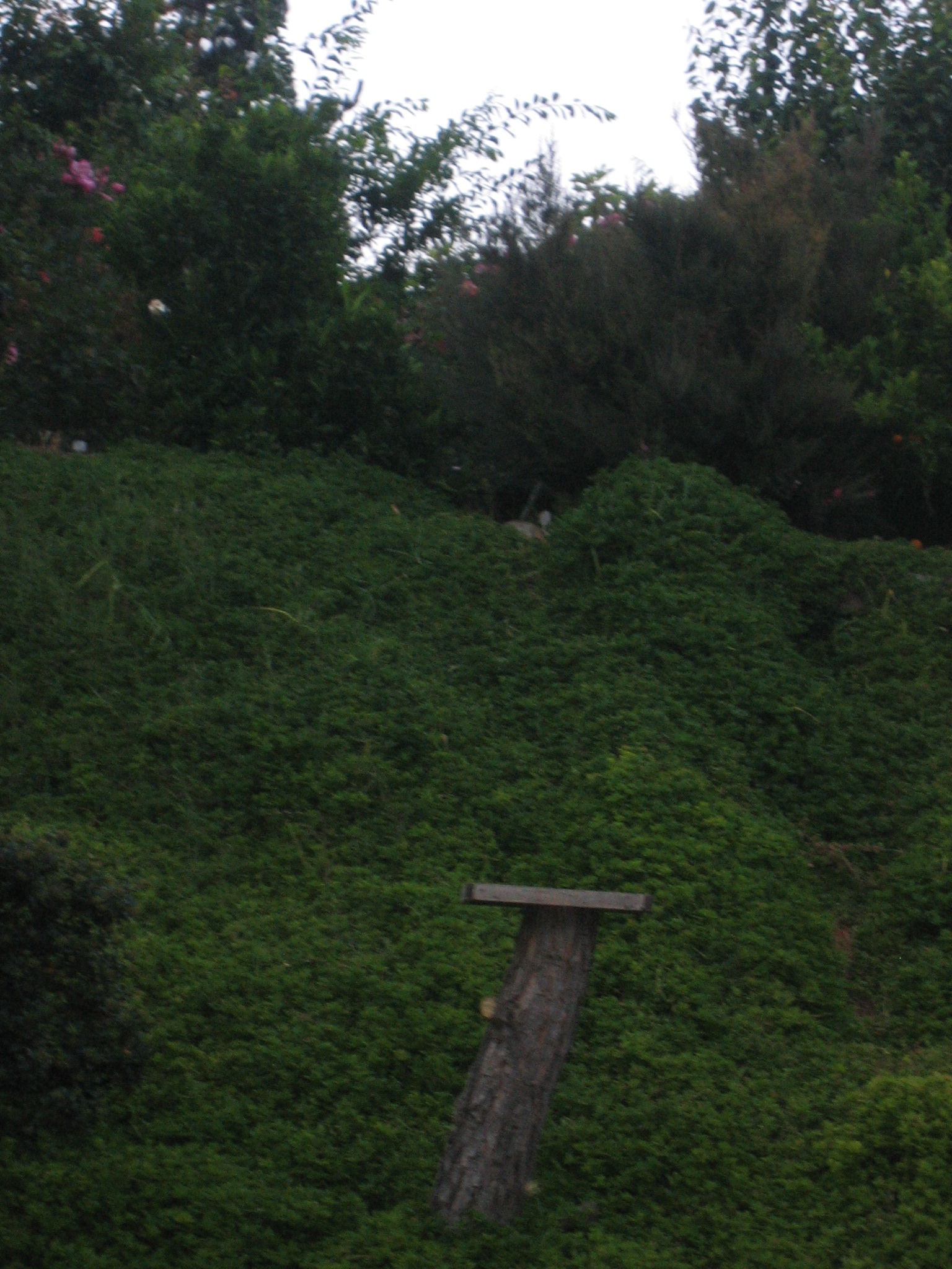 the wooden bench is in the middle of green grass