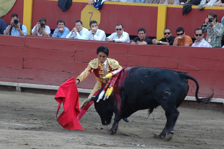 a bullfighter holds the head of a steer as his opponent tries to pull it