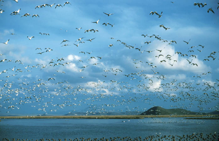 many birds flying over a body of water under a cloudy blue sky