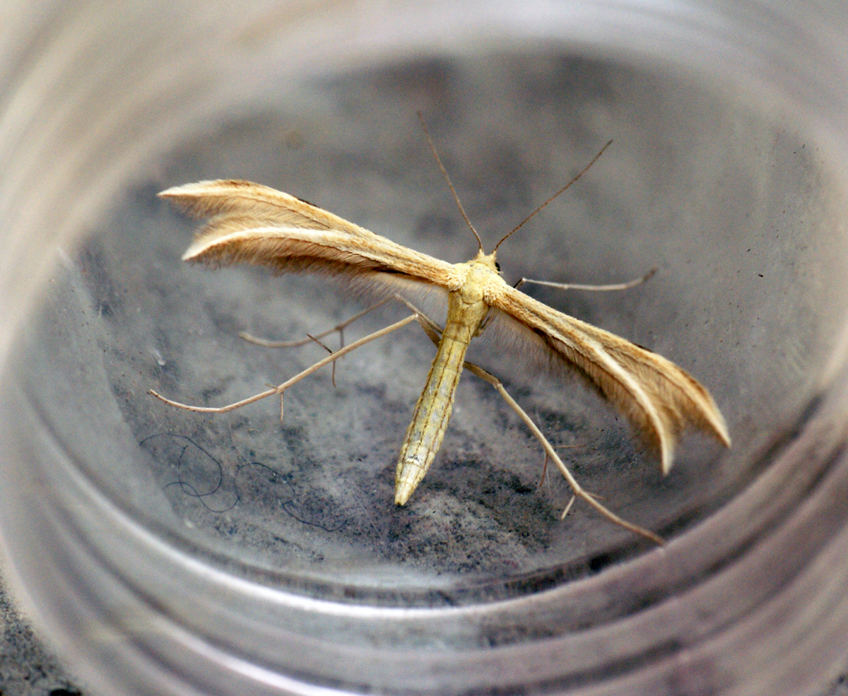 a mosquito on its own in a jar