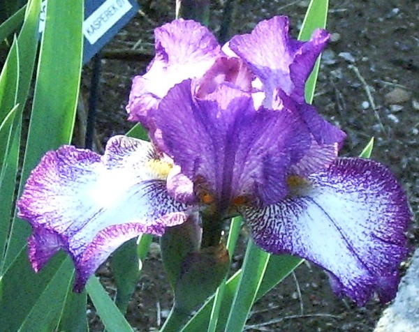 two purple flowers with white tipped petals next to green foliage