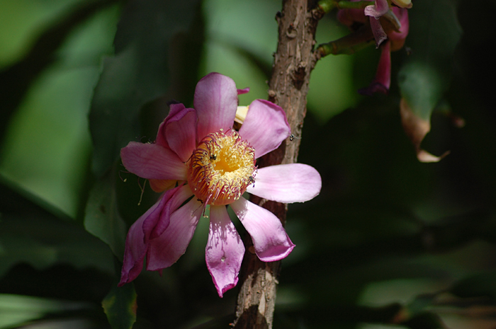 pink flower on a nch near a leafy tree