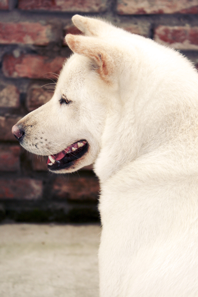 white dog sitting on cement floor in front of brick wall