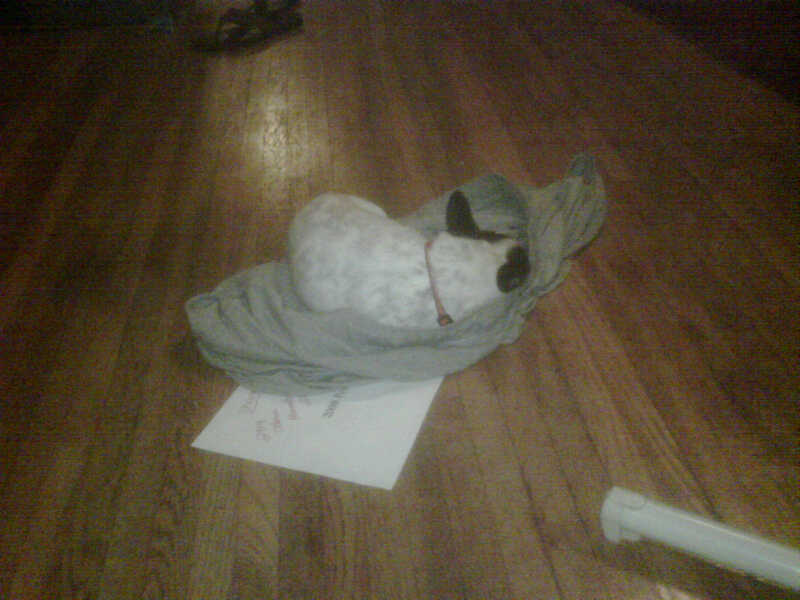 the cat sleeps in the bag on the floor