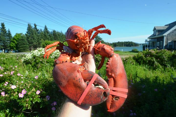 a person is holding up a giant crab