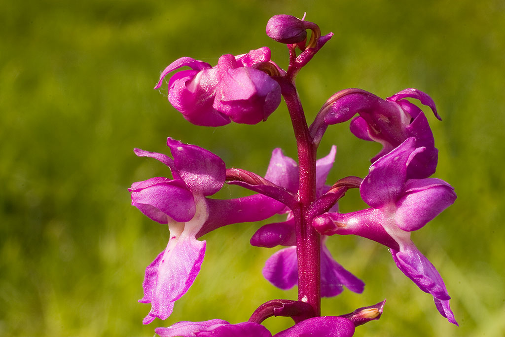 purple orchid blooming in the sun on the ground