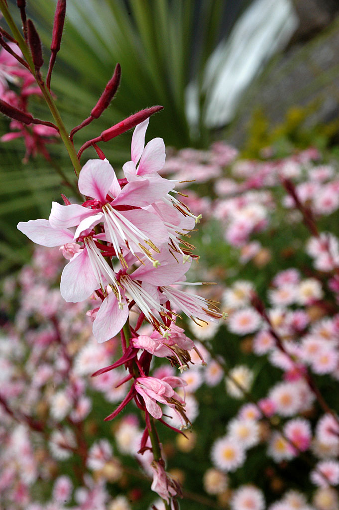 pink flowers on a tree nch in a garden