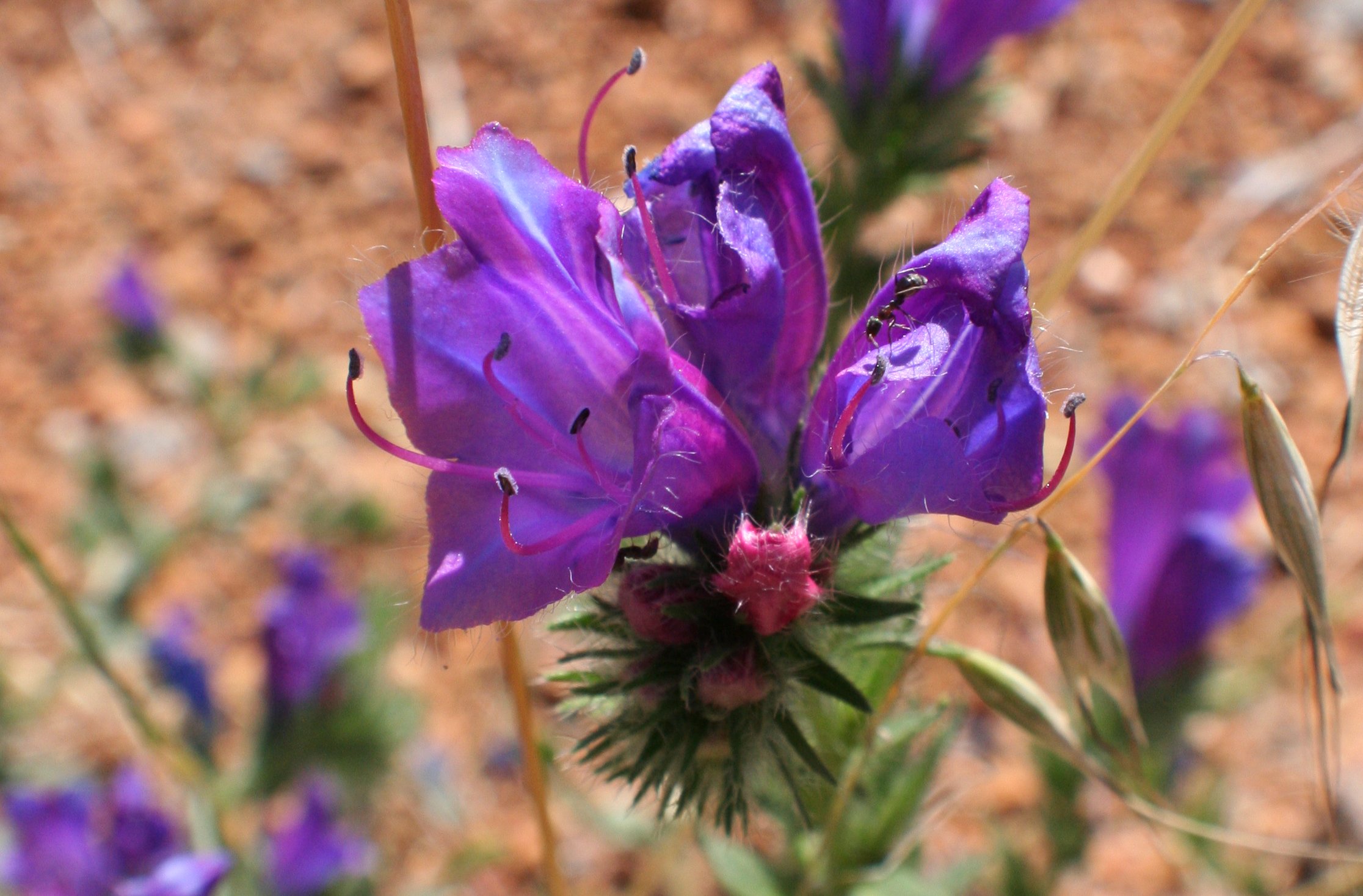 purple flowers are shown with grass in the background