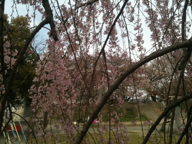 the blossoms on this tree are almost in bloom