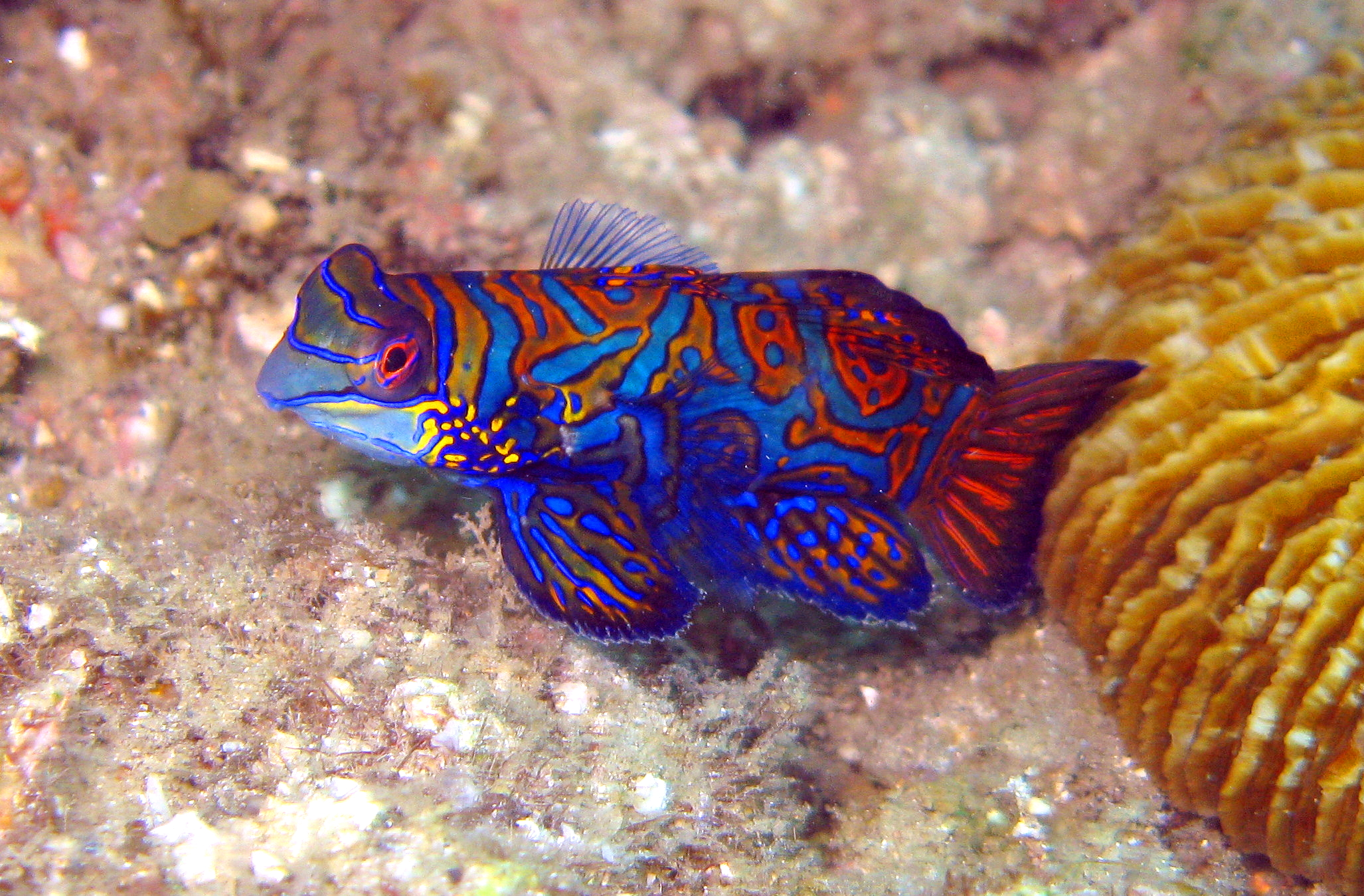 a clown fish sitting on top of a coral