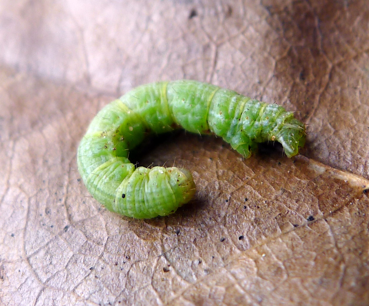 a green moth caterpillar sitting on the side of a wood floor