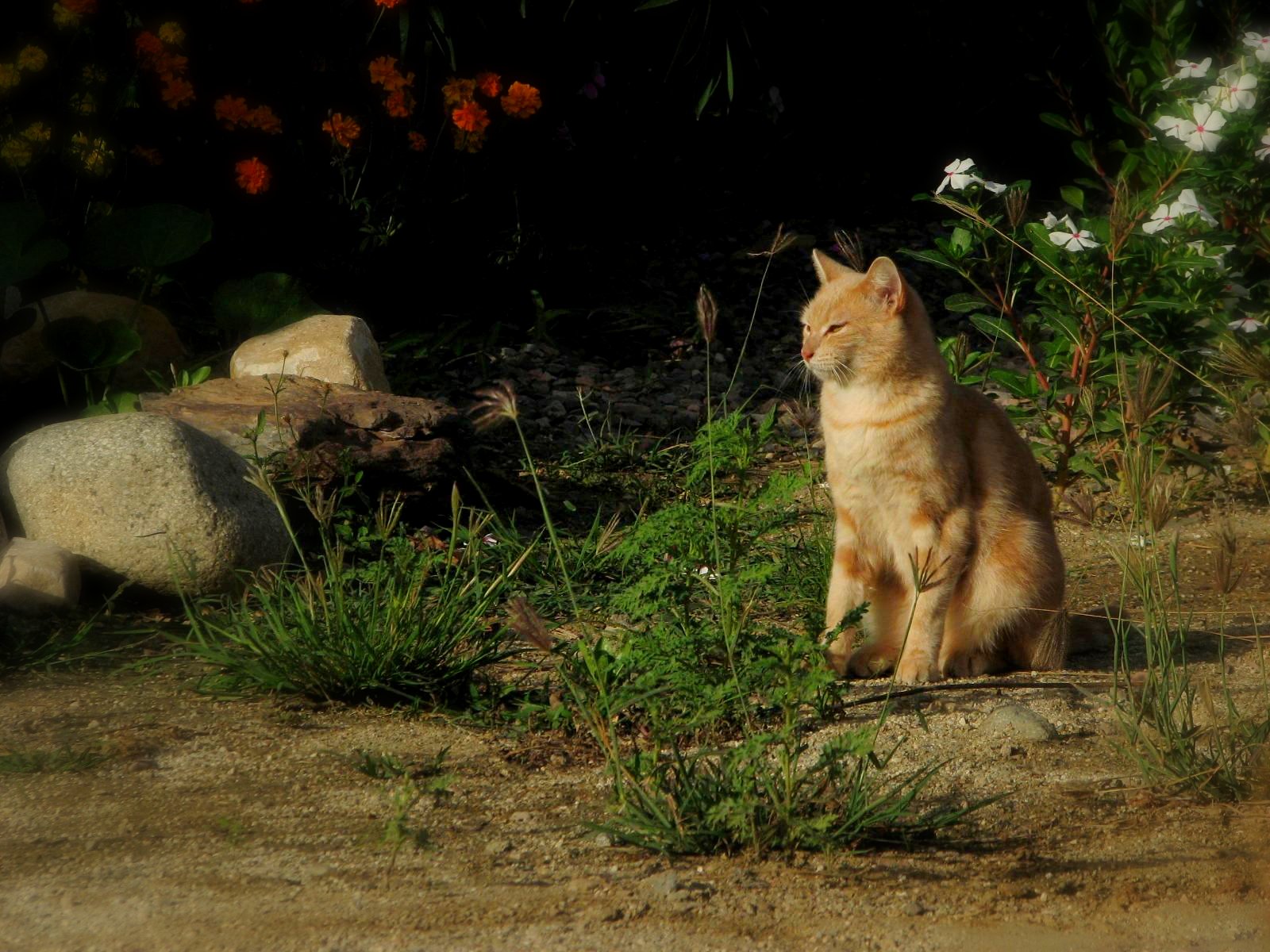 an orange and white cat in some grass next to rocks