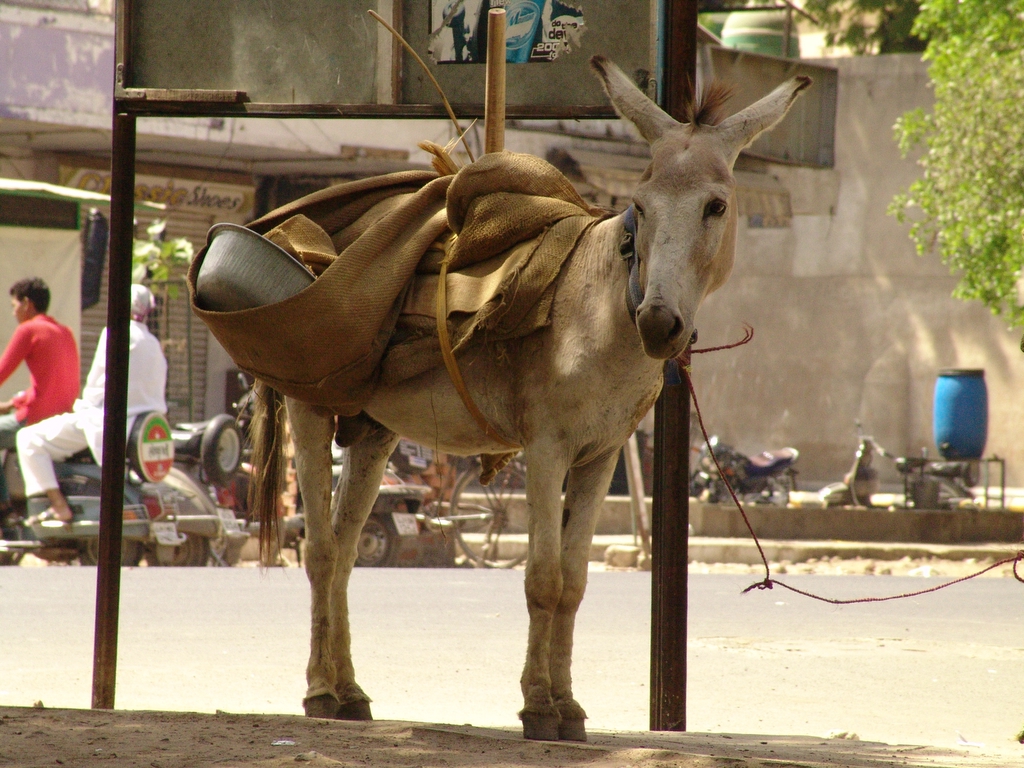 a donkey in harness stands on a sidewalk