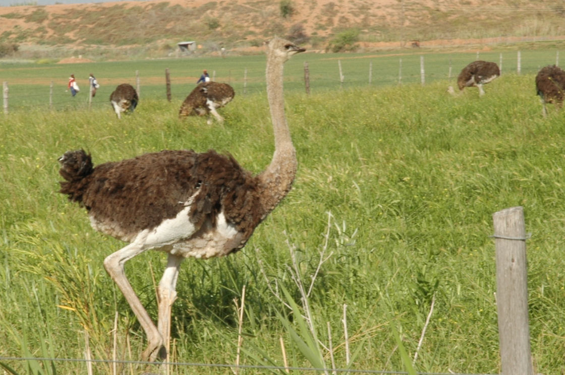 an ostrich walking through a grassy field with people nearby