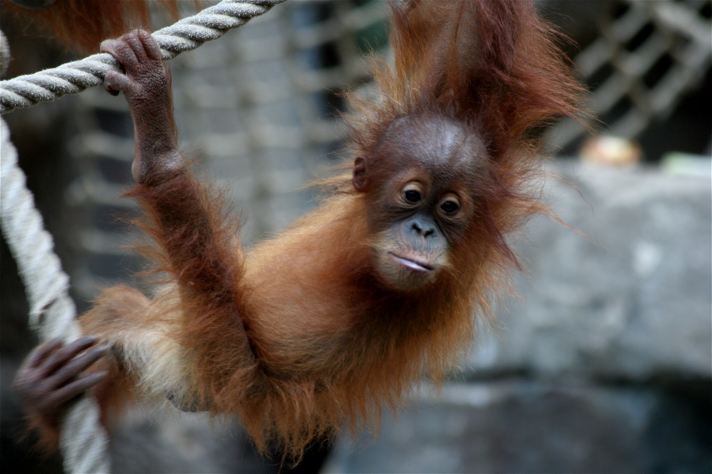 a monkey hanging from a rope in a zoo