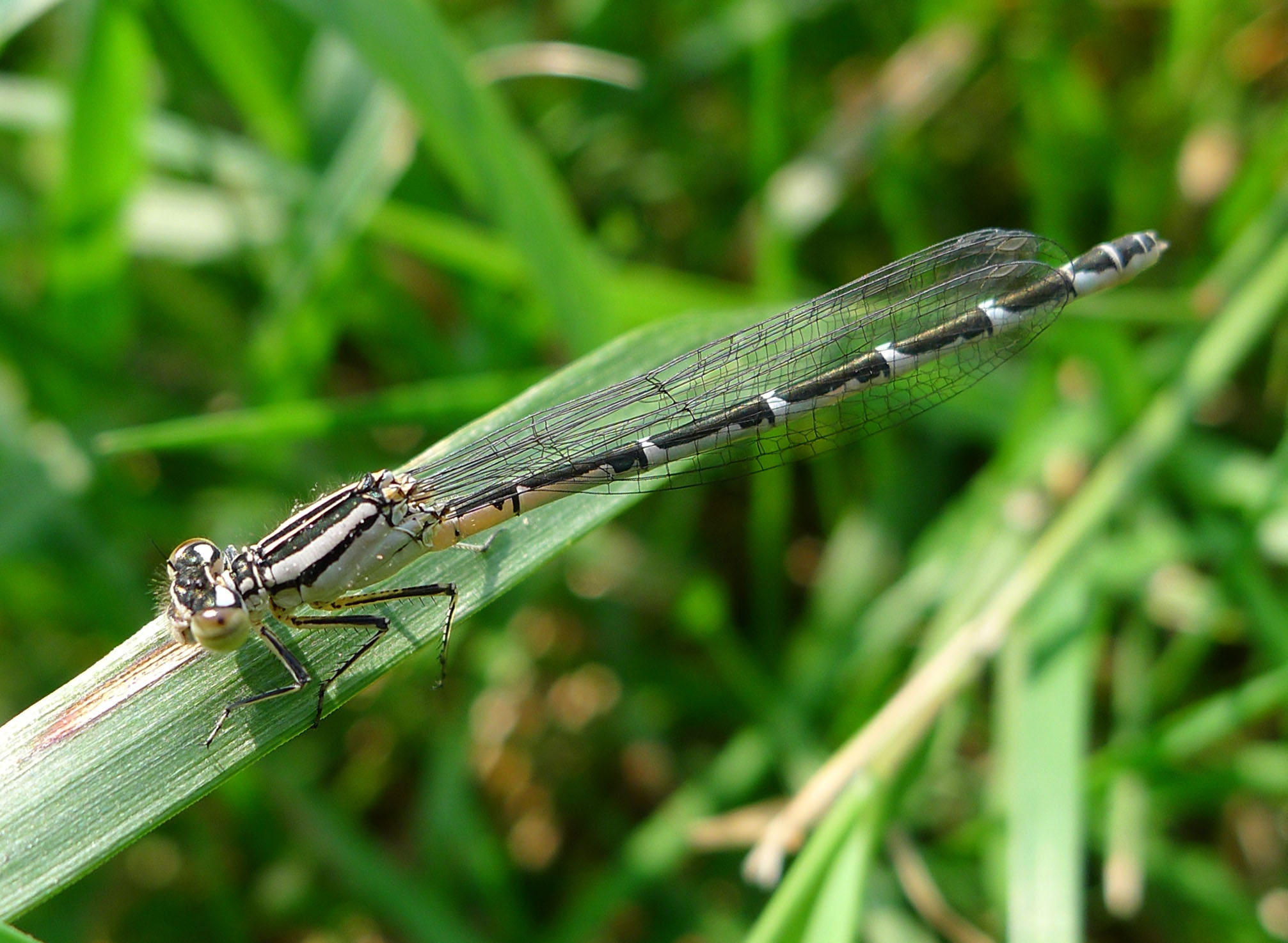 a blue and brown dragonfly sitting on a leaf