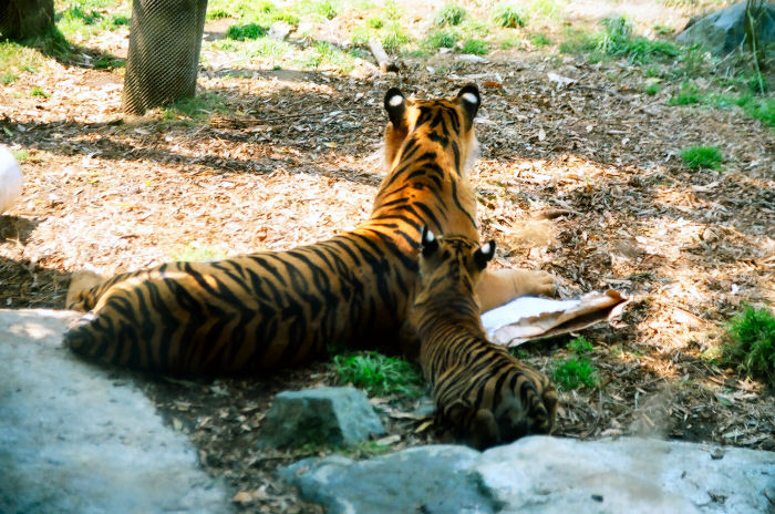 a tiger cub laying on top of some grass